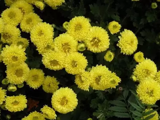 菊花的栽培技术-会东网