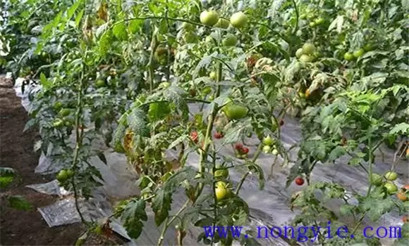 番茄枯萎病的症状表现 番茄枯萎病怎么治疗-会东网