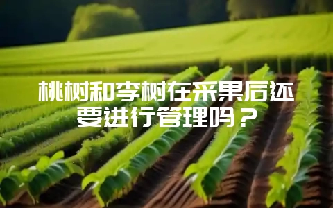 桃树和李树在采果后还要进行管理吗？-会东网