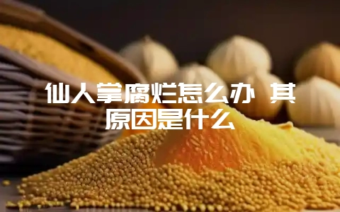 仙人掌腐烂怎么办 其原因是什么-会东网