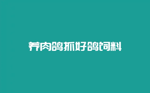 养肉鸽抓好鸽饲料插图 养肉鸽抓好鸽饲料插图
