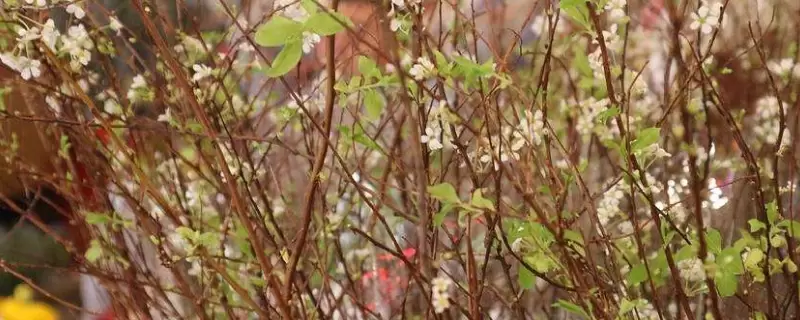 雪柳干枝多久发芽-会东网