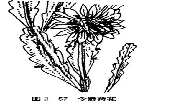 令箭荷花的特点与栽培技术-会东网