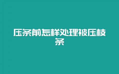 压条前怎样处理被压枝条-会东网