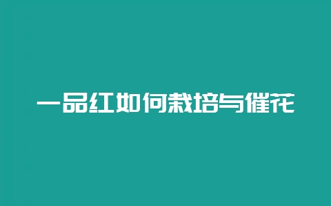 一品红如何栽培与催花-会东网