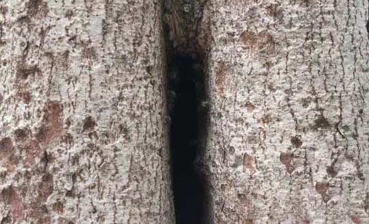 如何捕捉树洞里的野生蜜蜂-会东网