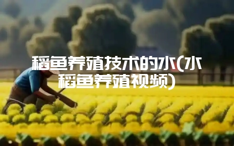 稻鱼养殖技术的水(水稻鱼养殖视频)-会东网