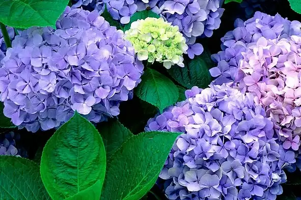 绣球花的种类及图片-会东网