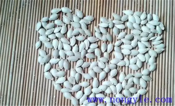 金丝瓜的种植和管理技术要点与主要步骤-会东网
