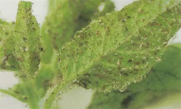 桃树蚜虫的防治方法 桃树蚜虫用什么药-会东网