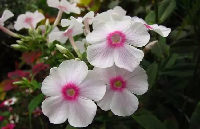 凤仙花的花语是什么？-会东网