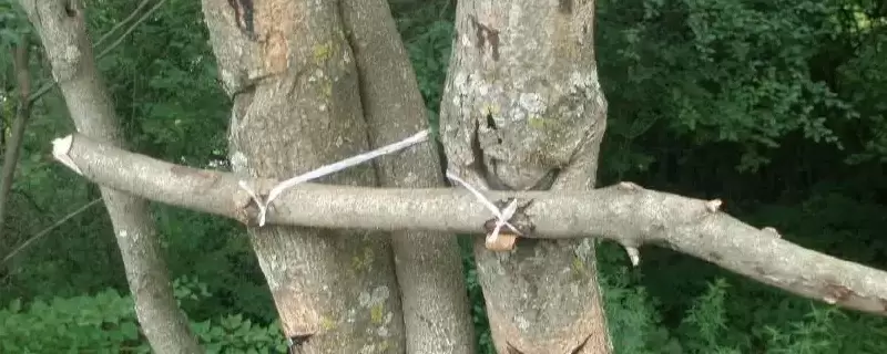 漆树有毒吗-会东网