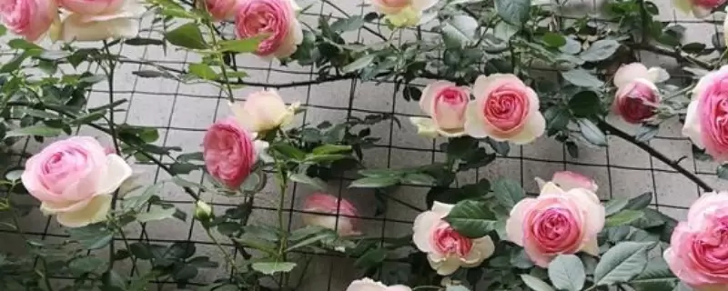 深粉龙沙宝石月季花开几季-会东网