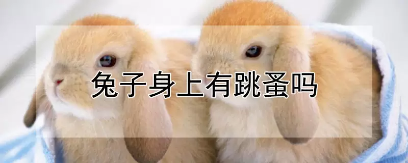 兔子身上有跳蚤吗-会东网