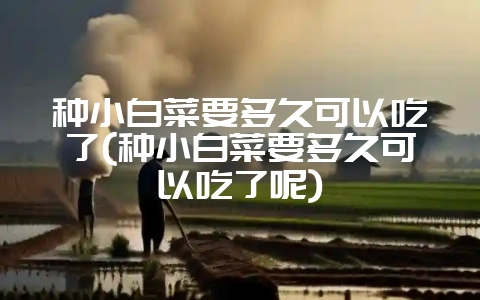种小白菜要多久可以吃了(种小白菜要多久可以吃了呢)-会东网