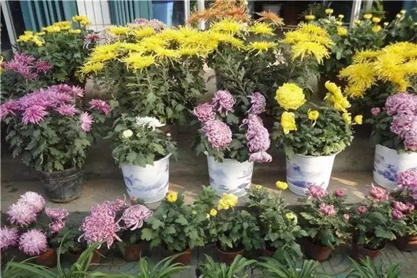 盆栽菊花怎么养 盆栽菊花的种植与管理要点-会东网