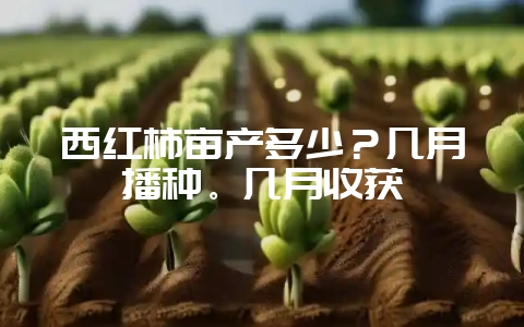 西红柿亩产多少？几月播种。几月收获-会东网