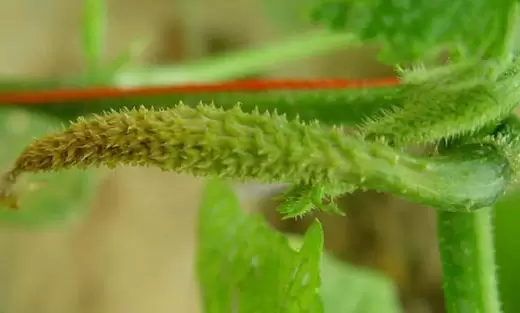 黄瓜化瓜是怎么回事 黄瓜化瓜的原因-会东网