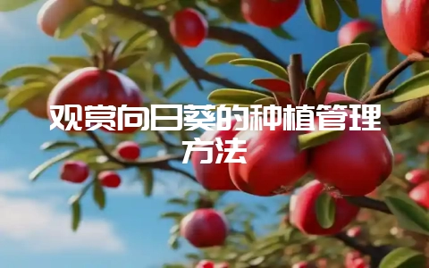 观赏向日葵的种植管理方法-会东网