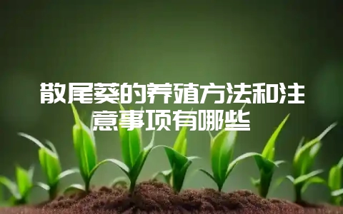 散尾葵的养殖方法和注意事项有哪些插图 散尾葵的养殖方法和注意事项有哪些插图