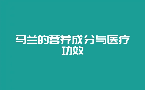 马兰的营养成分与医疗功效-会东网