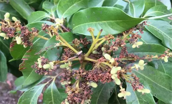 荔枝干腐病怎样治 荔枝干腐病的药物防治方法-会东网