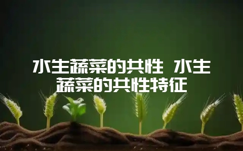 水生蔬菜的共性 水生蔬菜的共性特征-会东网
