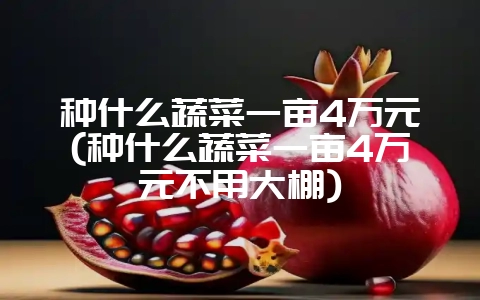 种什么蔬菜一亩4万元(种什么蔬菜一亩4万元不用大棚)-会东网