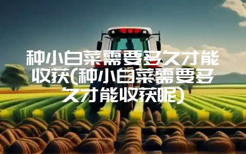 种小白菜需要多久才能收获(种小白菜需要多久才能收获呢)-会东网
