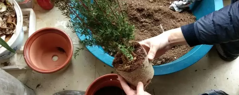 落叶直接埋土里能做肥料吗-会东网
