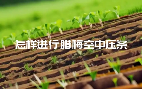 怎样进行腊梅空中压条-会东网