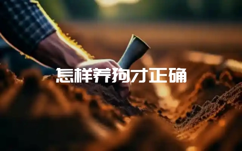 怎样养狗才正确-会东网
