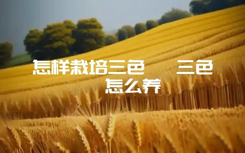 怎样栽培三色堇 三色堇怎么养插图 怎样栽培三色堇 三色堇怎么养插图