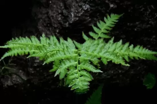苔藓植物有根吗-会东网