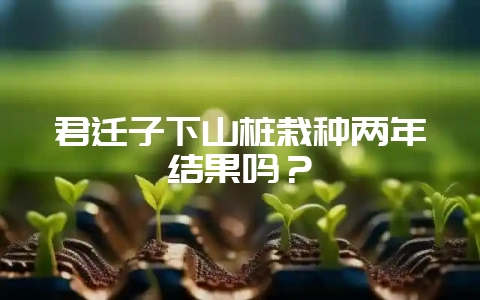 君迁子下山桩栽种两年结果吗?插图 君迁子下山桩栽种两年结果吗?插图