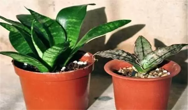 虎皮兰多久浇一次水？虎皮兰盆栽关键技术-会东网