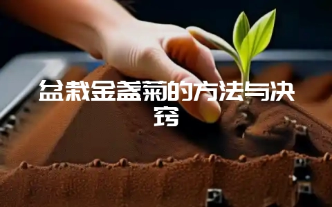 盆栽金盏菊的方法与决窍-会东网