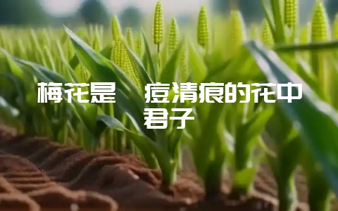 梅花是祛痘清痕的花中君子-会东网