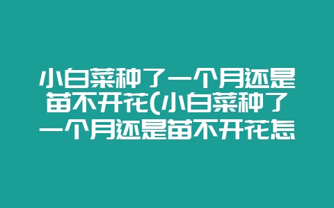 小白菜种了一个月还是苗不开花(小白菜种了一个月还是苗不开花怎么办)-会东网