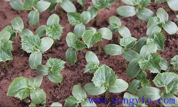 温室黄瓜栽培管理技术 温室黄瓜定植后温度管理-会东网