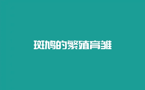 斑鸠的繁殖育雏-会东网
