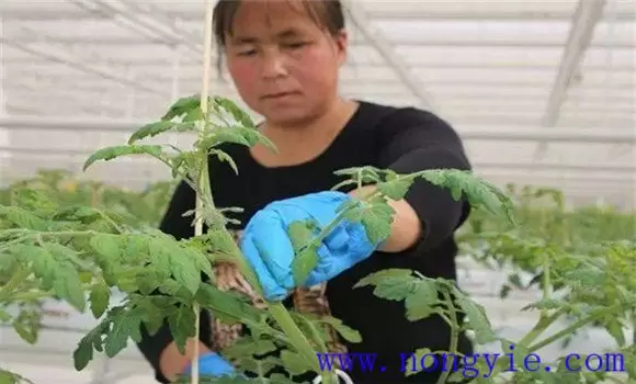 番茄换头整枝技术：棚室番茄的换头整枝方法-会东网