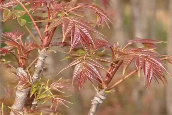 香椿矮化密植的选种、育苗要点及剪枝方法-会东网