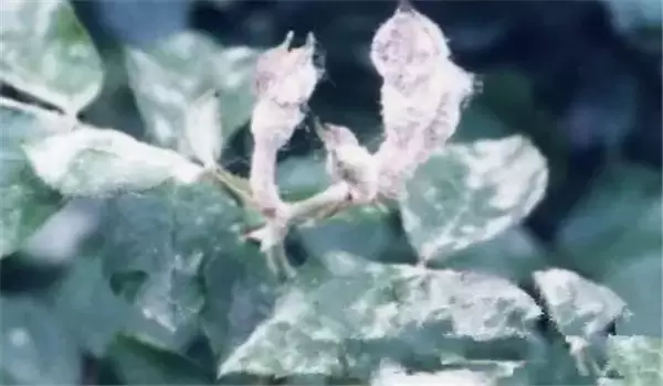 桃树白粉病的发生规律与防治方法-会东网
