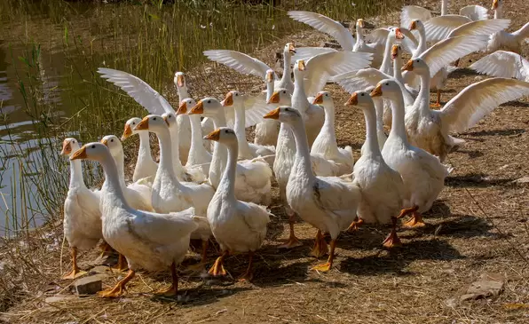 养鹅中掌握这几项 大群不易生病，好养 整齐度好 过来教你几招-会东网
