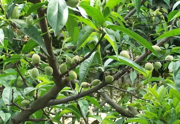 桃树的树体修剪技术-会东网