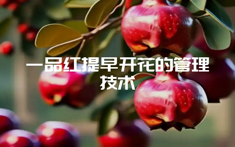 一品红提早开花的管理技术-会东网
