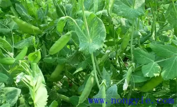 棚室豌豆(荷兰豆)的栽培技术要点-会东网