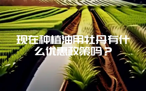 现在种植油用牡丹有什么优惠政策吗？-会东网