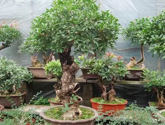 桂花的养殖方法-会东网